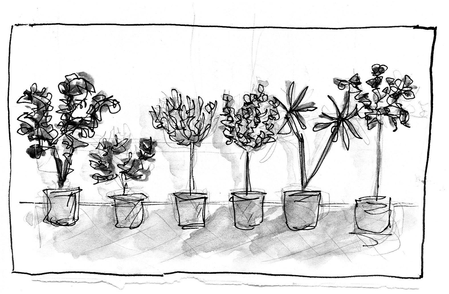 Plants grayscale illustration